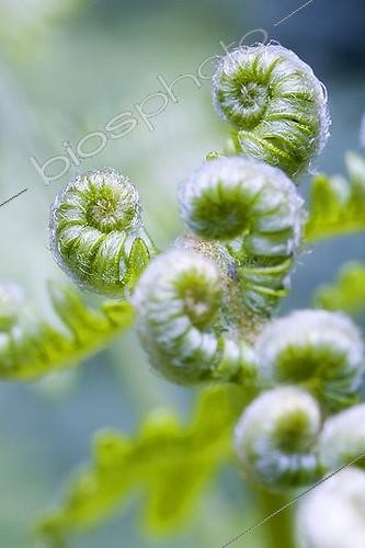 Biosphoto | 1606760 | Fern shoot (Pteridium aquilinum) | &copy; Michael Peuckert / imageBROKER / Biosphoto