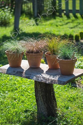 Biosphoto | 2083822 | Festuca glauca and Carex comans 'Bronze', 'Frosted' and 'Prairie Fire', Provence, France | &copy; Philippe Giraud / Biosgarden / Biosphoto