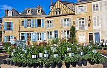 Biosphoto | 2575184 | Fête des jardins et des cours dans la cité Plantagenet or Le vieux Mans, Sarthe, France | &copy; Michel Gile / Biosphoto