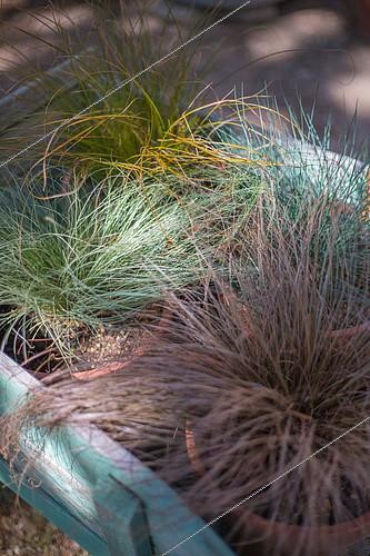 Biosphoto | 2083818 | Fétuque bleue et carex 'bronze', 'Argenté' et 'Prairie fire', Provence, France | &copy; Philippe Giraud / Biosgarden / Biosphoto
