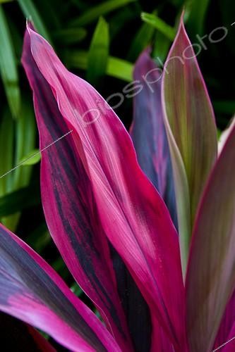Biosphoto | 621286 | Feuillage coloré Jardin tropical Sri Lanka | &copy; Michel Gunther / Mau / Biosphoto