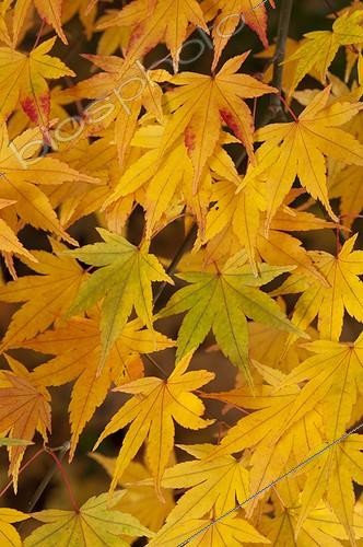 Biosphoto | 1527882 | Feuillage d'Erable palmé dans un jardin en automne ; Concepteur: Pierre-Alexandre RISSER | &copy; Alexandre Petzold / Biosphoto