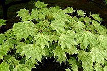 Biosphoto | 1233423 | Feuillage d'Erable 'Usugulo' au printemps | &copy; Claude Thouvenin / Biosphoto