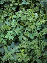 Biosphoto | 2547073 | Feuillages divers, Glasson Moss National Nature Reserve, South Solway Mosses National Nature Reserve, Cumbria, Angleterre | &copy; David Tatin / Biosphoto