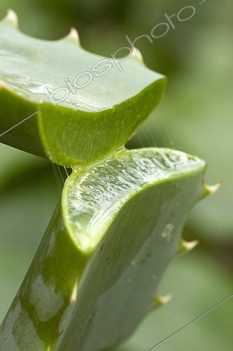 Biosphoto | 2090194 | Feuille d'Aloe coupée | &copy; Frédéric Tournay / Biosphoto