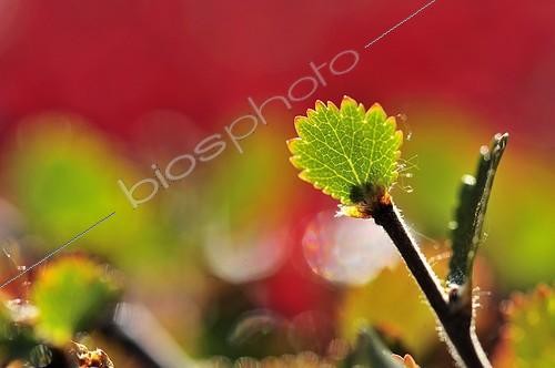 Biosphoto | 1159972 | Feuille de Bouleau nain dans la toundra Nord-Est Groenland | &copy; Pierre Vernay / Polar Lys / Biosphoto