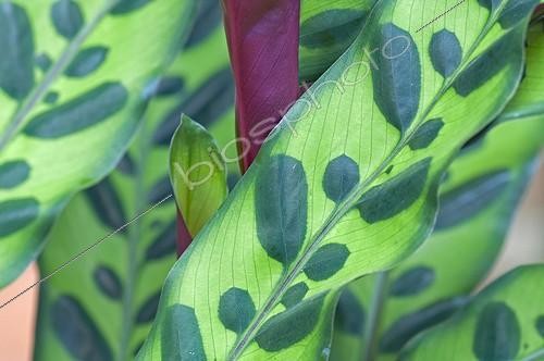 Biosphoto | 1913587 | Feuille de Calathea dans un jardin | &copy; Frédéric Didillon / Biosphoto