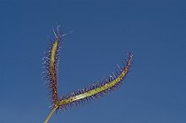 Biosphoto | 41752 | Feuille de Drosera | &copy; Thierry Van Baelinghem / Biosphoto