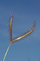 Biosphoto | 41754 | Feuille de Drosera | &copy; Thierry Van Baelinghem / Biosphoto