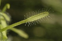 Biosphoto | 41745 | Feuille de Drosera du Cap | &copy; Thierry Van Baelinghem / Biosphoto