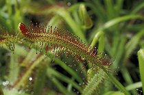 Biosphoto | 34140 | Feuille de Drosera du Cap Afrique du Sud | &copy; Jean-Yves Grospas / Biosphoto