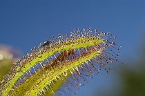 Biosphoto | 41749 | Feuille de Drosera du Cap avec un insecte pris au piège | &copy; Thierry Van Baelinghem / Biosphoto