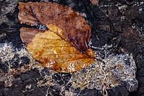 Biosphoto | 2621376 | Feuille de hêtre et mycélium sur du bois en décomposition, Chevinay, Rhône, France | &copy; Philippe Lebeaux / Biosphoto