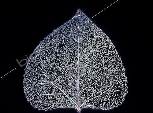 Biosphoto | 16748 | Feuille de peuplier décomposée  ; Cellulose décomposée | &copy; Jean-Claude Louchet / Biosphoto