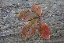 Biosphoto | 1251514 | Feuille de Vigne vierge sur un rondin de bois en automne | &copy; Laurent Lhoté / Biosphoto
