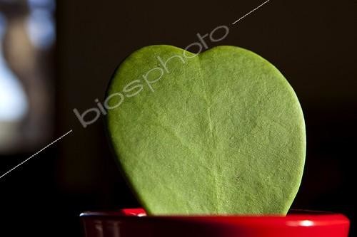 Biosphoto | 1250824 | Feuille en forme de coeur de Fleur de Porcelaine en pot | &copy; Michel Gunther / Biosphoto