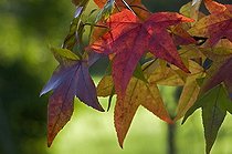 Biosphoto | 169578 | Feuilles de Copalme d'Amérique en automne dans un jardin | &copy; Frédéric Didillon / Biosphoto