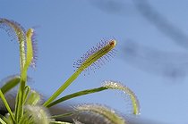 Biosphoto | 41744 | Feuilles de Drosera du Cap | &copy; Thierry Van Baelinghem / Biosphoto