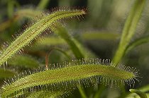 Biosphoto | 41746 | Feuilles de Drosera du Cap | &copy; Thierry Van Baelinghem / Biosphoto