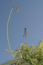 Biosphoto | 41747 | Feuilles de Drosera du Cap | &copy; Thierry Van Baelinghem / Biosphoto