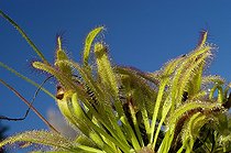 Biosphoto | 41748 | Feuilles de Drosera du Cap | &copy; Thierry Van Baelinghem / Biosphoto