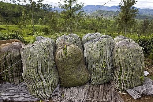 Biosphoto | 621162 | Feuilles de thé fraîches en sac Sri Lanka | &copy; Michel Gunther / Mau / Biosphoto