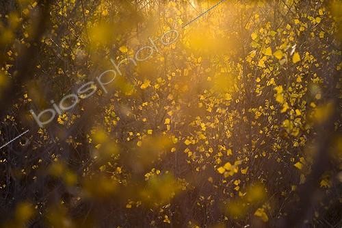 Biosphoto | 916480 | Feuilles des Peupliers noirs en automne Provence France | &copy; Michel Gunther / Biosphoto