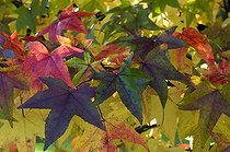 Biosphoto | 169576 | Feuilles d'Erable en automne dans un jardin | &copy; Frédéric Didillon / Biosphoto