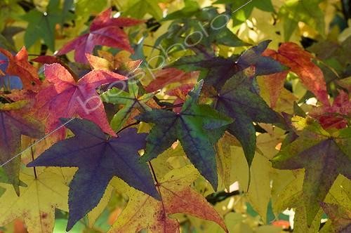 Biosphoto | 169576 | Feuilles d'Erable en automne dans un jardin | &copy; Frédéric Didillon / Biosphoto