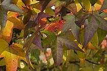 Biosphoto | 169577 | Feuilles d'Erable en automne dans un jardin | &copy; Frédéric Didillon / Biosphoto