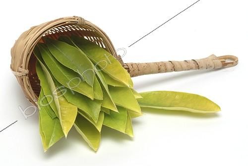 Biosphoto | 2407571 | Feuilles fraîches de Yerba mate (Ilex paraguariensis) | &copy; BAO / imageBROKER / Biosphoto