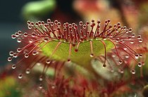 Biosphoto | 29352 | Feuilles gluantes de Drosera en gros plan | &copy; Jean-Philippe Delobelle / Biosphoto