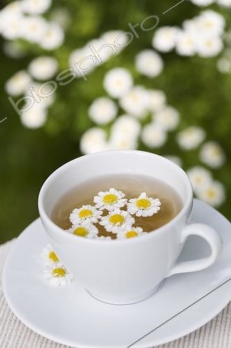 Biosphoto | 483174 | Feverfew herb tea in a cup and flowers France | &copy; Frédérique Bidault / Biosphoto