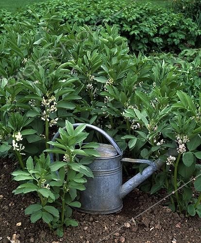 Biosphoto | 643965 | Fèves et arrosoir dans un jardin potager | &copy; Gilles Le Scanff & Joëlle-Caroline Mayer / Biosphoto