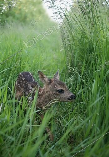 Biosphoto | 1419174 | Few days old roe deer fawn in the grass France | &copy; Dominique Gest / Biosphoto