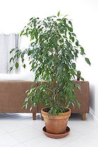 Biosphoto | 1252120 | Ficus in a living room | &copy; Frédérique Bidault / Biosphoto