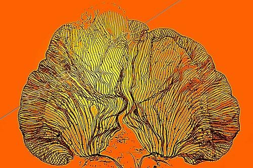 Biosphoto | 1621355 | Field Cricket tongue ; Brightfield illumination combined with Rheinberg illumination, 40 x Canon EOS450D 12 million pixels.  | &copy; Christian Gautier / Biosphoto