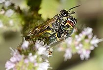 Biosphoto | 2069518 | Field digger wasp (Mellinus arvensis) capturing a Greenbottle Firefly (Lucilia ampullacea) Northern Vosges Regional Nature Park, France | &copy; Michel Rauch / Biosphoto
