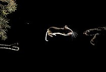 Biosphoto | 2148369 | Field Mouse (Apodemus sylvaticus) jumping at night, Huesca, Spain | &copy; Jorge Ruiz del Olmo / Biosphoto