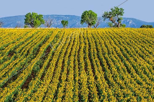 Biosphoto | 2505262 | Field of sunflowers (Helianthus annuus) against the background of mountains in the distance. Valensole. Provence. France | &copy; Andrey Gudkov / Biosphoto