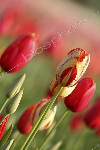 Biosphoto | 1758309 | Field of Tulips in bloom in spring Provence France  | &copy; Pascal Pittorino / Biosphoto