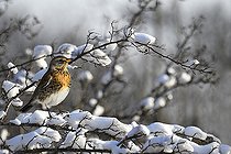 Biosphoto | 2464290 | Fieldfare (Turdus pilaris) on icy hawthorn branches, Vosges du Nord Regional Nature Park, France | &copy; Michel Rauch / Biosphoto