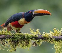 Biosphoto | 2518783 | Fiery-billed Aracari (Pteroglossus frantzii), Chiriqui, Panama | &copy; Ignacio Yufera / Biosphoto