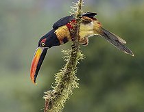 Biosphoto | 2518785 | Fiery-billed Aracari (Pteroglossus frantzii), Chiriqui, Panama | &copy; Ignacio Yufera / Biosphoto