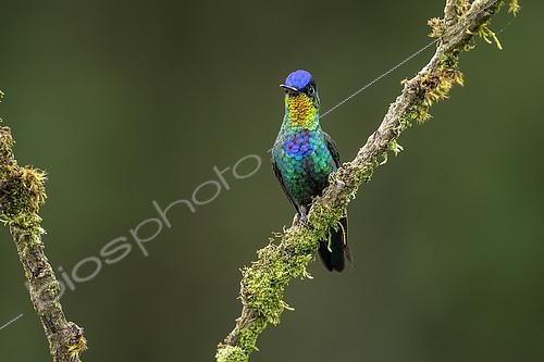 Biosphoto | 2100393 | Fiery-throated hummingbird (Panterpe insignis), frontal view, Talamanca Mountains, Costa Rica | &copy; Ignacio Yufera / Biosphoto