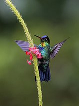 Biosphoto | 2570723 | Fiery-throated Hummingbird (Panterpe insignis), on verbena flower, Chiriqui Highlands, Panama | &copy; Ignacio Yufera / Biosphoto