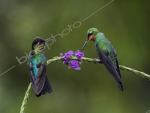 Biosphoto | 2608556 | Fiery-throated Hummingbird (Panterpe insignis), and young male Green-crowned Brilliant (Heliodoxa jacula), Chiriqui Highlands, Panama | © Ignacio Yufera / Biosphoto