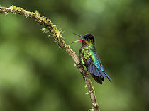 Biosphoto | 2608828 | Fiery-throated Hummingbird (Panterpe insignis), Chiriqui Highlands, Panama | &copy; Ignacio Yufera / Biosphoto