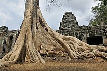 Biosphoto | 1600647 | Fig tree (Ficus), Banteay Kdei temple complex, Angkor, Cambodia, Asia | © Walter G. Allgoewer / imageBROKER / Biosphoto