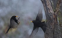 Biosphoto | 2102788 | Fight between two Blackbirds (Turdus merula), Regional Natural Park of the Vosges du Nord, France | &copy; Michel Rauch / Biosphoto